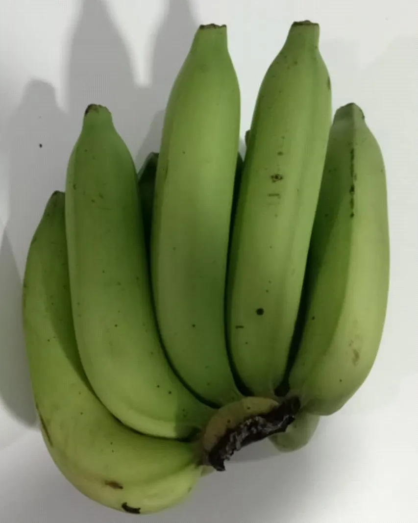 FreshTrap-treated banana bunch, still green on the same day as the control: in-house trial.