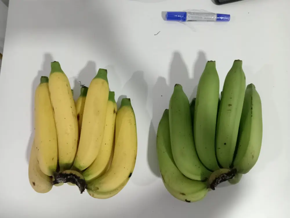 Bananas after the same hold: untreated control ripe and yellow (left), FreshTrap-treated still green (right), in-house trial.