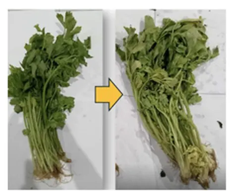 Untreated celery on day 0 and day 10: yellowing by day 10. Control lot, in-house trial.