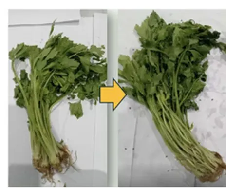 FreshTrap-treated celery on day 0 and day 10: still green on day 10. In-house trial.
