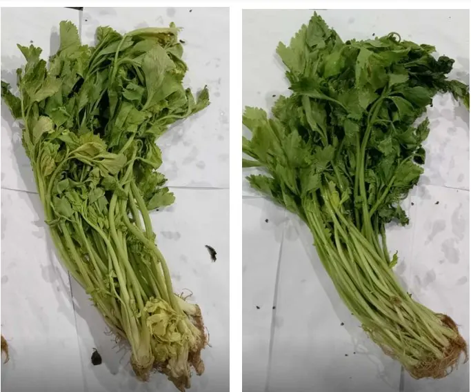 Celery after 10 days: untreated control yellowing (left), FreshTrap-treated still green (right), in-house trial.