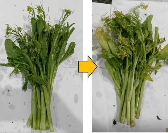 Untreated choy sum on day 0 and at the end of the hold: yellowing. Control lot, in-house trial.