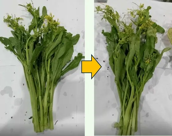 FreshTrap-treated choy sum on day 0 and at the end of the hold: still green. In-house trial.