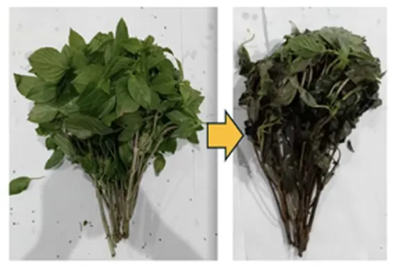 Untreated holy basil on day 0 and day 10: leaves blackened and wilted by day 10. Control lot, in-house trial.