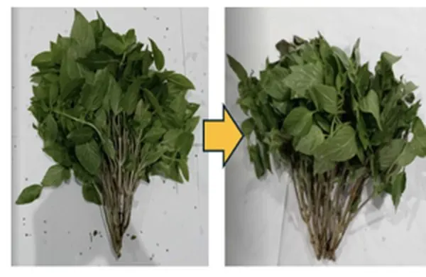 FreshTrap-treated holy basil on day 0 and day 10: leaves still green on day 10. In-house trial.