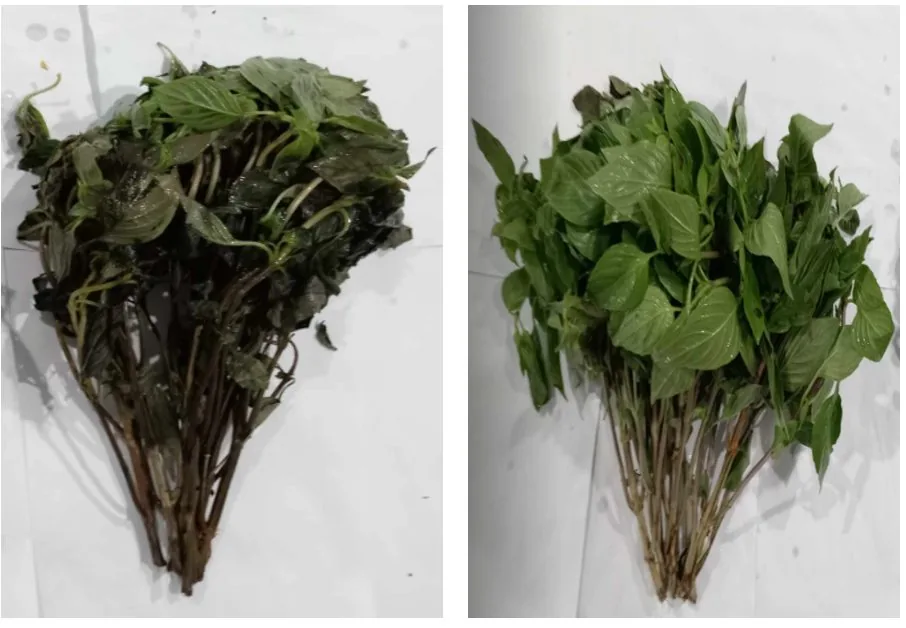 Holy basil after 10 days: untreated control darkened and wilted (left), FreshTrap-treated still green (right), in-house trial.