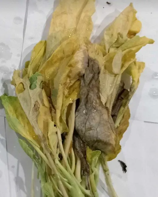 Untreated Chinese kale at the end of the hold: leaves yellowed. Control lot, in-house trial.