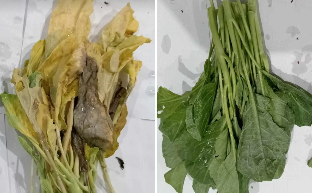 Chinese kale at the end of the hold: untreated control yellowed (left), FreshTrap-treated still green (right), in-house trial.