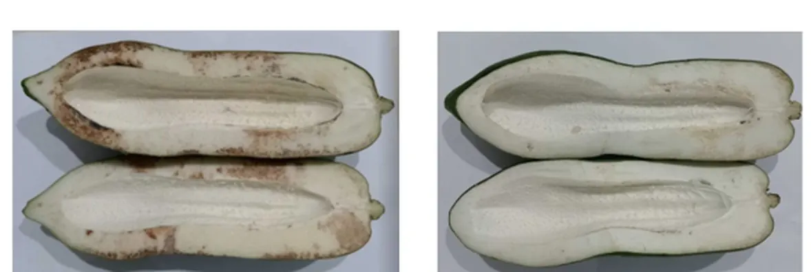 Green papaya halved after 20 days: untreated control with brown internal discolouration (left), FreshTrap-treated with white flesh (right), in-house trial.