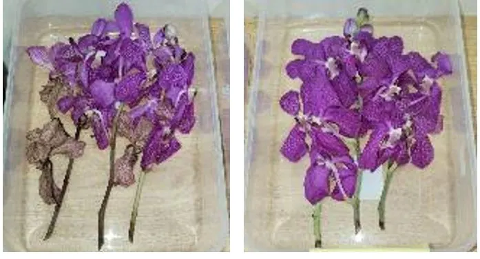 Cut purple Vanda orchids in trays: control wilting and browning (left), FreshTrap-treated fresh (right), from the FreshTrap product datasheet.